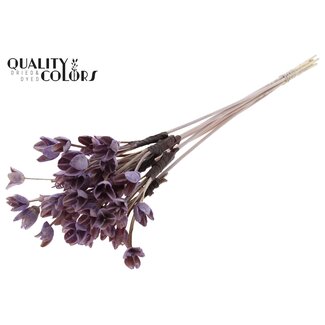 QC Bakuli on a stick | Colour: Milka purple | Beech Nut Seed Pod Pick | Length ± 50 centimetres | 10 picks per bunch