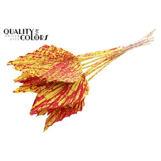 QC Dried Palm Spear | Colour: Speckled Yellow Red | Spear-Shaped Palm Leaves | Length ± 55 centimetres | 10 stems per bunch | Per bunch