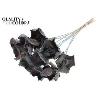 QC Gedroogde Palm Cup op steel | Kleur: Frosted Lichtblauw | Lengte ± 50 centimeter | 10 stelen per bos