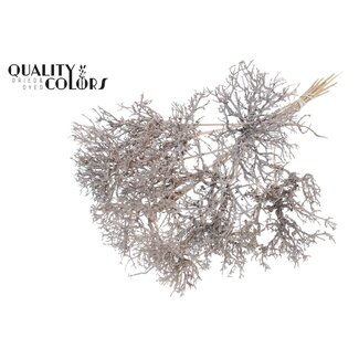 QC Dry Tree auf Stab | Farbe: Weiß | Dry Tree Steckstab | Länge Steckstab ± 50 Zentimeter | 10 Steckstäbe pro Bund
