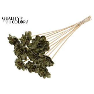 QC Shola Houten Roos met was op stok | Kleur: Olijfgroen | Shola Beetal Rose Bijsteker | Diameter roos 6 centimeter | Lengte bijsteker ± 50 centimeter | 10 bijstekers per bos