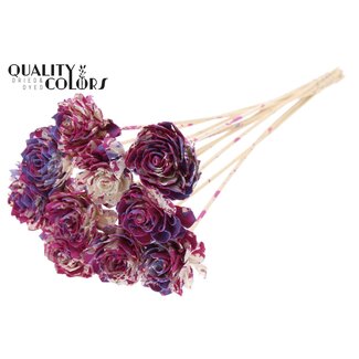 QC Shola Dahlia on stem | Colour: Multicoloured Cherry-coloured Milky purple | Shola Dhalya | Diameter 6 centimeter | Length ± 50 centimeter | 10 picks per bunch | Per bunch