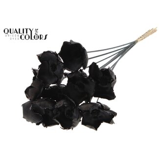 QC Palm Cup séchée sur tige | Couleur : Noir | Longueur ± 50 centimètres | 10 tiges par bouquet