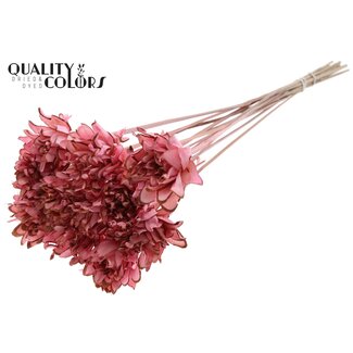 QC Shola flower on stem | Colour: Light pink | Shola Slice Pine | Diameter 6 centimeter | Length ± 50 centimeter | 10 additional picks per bunch  | Per bunch