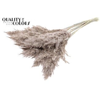 QC Getrocknete Pampasgras Wedel | Farbe: Frosted Weiß | Pampas Trockenblumen | Länge ± 70 Zentimeter | 10 Wedel pro Bund | Pro Bund