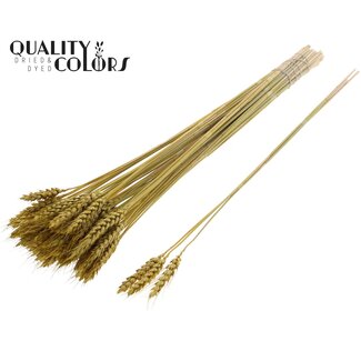 QC Gedroogde Tarwe | Kleur: Metallic Geel | Triticum Droogbloemen | Lengte ± 55 centimeter | 3 takjes per toefje | 25 toefjes per bos | Per bos