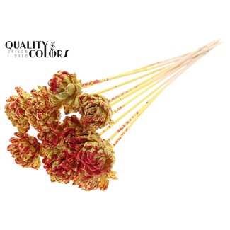 QC Shola rose on stem | Colour: Speckled Yellow Red | Shola New Beauty Rose | Diameter 6 centimetre | Length ± 50 centimetre | 10 picks per bunch | Per bunch