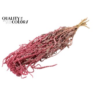 QC Dried Hanging Amaranthus | Colour: Pink | Cat Tail Dried Flowers | Length ± 70 centimetres | Per bunch