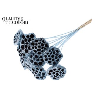 QC Dried Lotus Pods on Stick | Colour: Blue Metallic | Lotus Diameter 5 - 7 centimetres | Stick Length ± 50 centimetres | 10 sticks per bunch