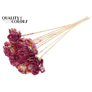 QC Shola Dahlia on stem | Colour: Multicoloured Cherry-coloured Yellow | Shola Dhalya | Diameter 6 centimetre | Length ± 50 centimetre | 10 picks per bunch | Per bunch