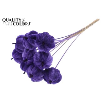 QC Velvet Pumpkin on Stick | Colour: Purple | Pumpkin Stick | Pumpkin Diameter 6 centimetres | Length ± 50 centimetres | 10 sticks per bunch