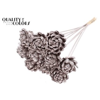 QC Shola Houten Roos op stok | Kleur: Champagnekleurig | Shola New Beauty Rose Bijsteker | Diameter roos 6 centimeter | Lengte bijsteker ± 50 centimeter | 10 bijstekers per bos