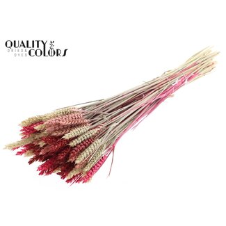 QC Gedroogde Tarwe “Lady Mix” | Kleur: Gemengde Kleuren | Triticum Droogbloemen | Lengte ± 60 centimeter | Gewicht 220 gram | Per bos