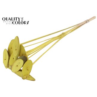 QC Disque en bois ovale sur bâton | Couleur : Jaune | Disque en bois à piquer | Diamètre 5 - 7 centimètres | Longueur ± 50 centimètres | 10 piques par bouquet | Par bouquet