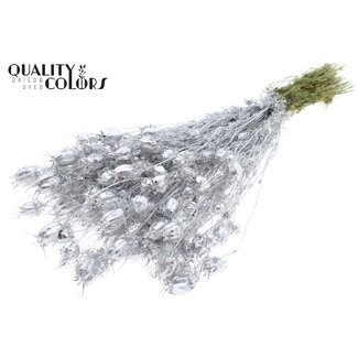 QC Dried Love-in-a-Mist | Colour: Silver | Nigella Dried Flowers | Length ± 45 centimetres | Weight 150 grams | Per bunch