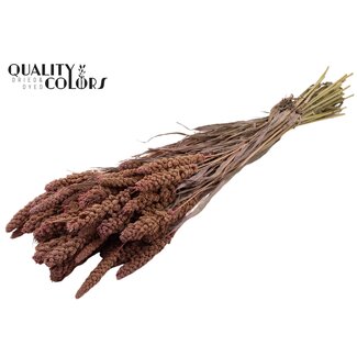 QC Gedroogde Gierst | Kleur: Frosted Roze | Pennisetum Droogbloemen | Lengte ± 70 centimeter | Gewicht 250 gram | Per bos