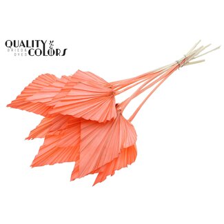 QC Gedroogde Gebleekte Palm Spear | Kleur: Koraalkleurig | Palmbladeren in Speervorm | Lengte ± 55 centimeter | 10 takken per bos | Per bos