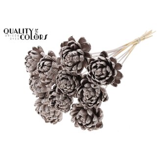 QC Shola Houten Roos op stok | Kleur: Champagnekleurig | Shola New Beauty Rose Bijsteker | Diameter roos 8 centimeter | Lengte bijsteker ± 50 centimeter | 10 bijstekers per bos