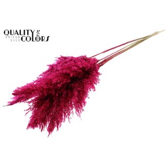 QC Getrocknete Pampasfedern | Farbe: Kirschfarben | Pampas Trockenblumen | Länge ± 100 Zentimeter | 5 Federn pro Bund | Pro Bund