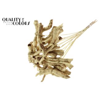 QC Gandiraj Schors op stok | Kleur: Metallic Goudkleurig | Gandiraj Bijsteker | Lengte ± 50 centimeter | 10 bijstekers per bos