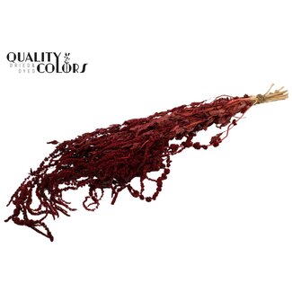 QC Dried Hanging Amaranthus | Colour: Burgundy | Cat Tail Dried Flowers | Length ± 70 centimetres | Per bunch