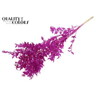 QC Getrockneter Ruscus | Farbe: Fliederfarben | Ruscus Trockenblumen | Länge ± 50 Zentimeter | 10 Zweige pro Bund | Pro Bund