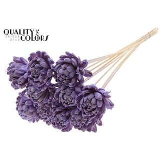 QC Shola rose on stem | Colour: Milk purple | Shola New Beauty Rose | Diameter 8 centimetre | Length ± 50 centimetre | 10 picks per bunch | Per bunch