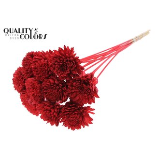 QC Shola Houten Zinnia op stok | Kleur: Rood | Shola Zinia Bijsteker | Diameter bloem 8 centimeter | Lengte bijsteker ± 50 centimeter | 10 bijstekers per bos
