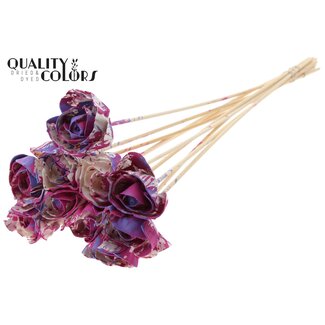 QC Shola Rozen op stok | Kleur: Meerkleurig Kerskleurig Milkapaars | Shola Dear Holly | Diameter 6 centimeter | Lengte  ± 50 centimeter | 10 bijstekers per bos | Per bos
