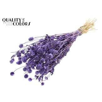 QC Getrocknete Kugelamaranth | Farbe: Milkalila | Gomphrena Trockenblumen | Länge ± 60 Zentimeter | Pro Bund