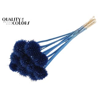 QC Leeuwenstaart op steel | Kleur: Donkerblauw | Leonotis Leonurus Bijsteker | Lengte ± 50 centimeter | 10 bijstekers per bos | Per bos