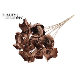 QC Palm Cup séchée sur tige | Couleur : Cuivré | Longueur ± 50 centimètres | 10 tiges par bouquet