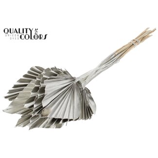 QC Dried Palm Spear | Colour: Platinum | Palm Leaves in Spear Shape | Length ± 50 centimetres | 10 stems per bunch | Per bunch