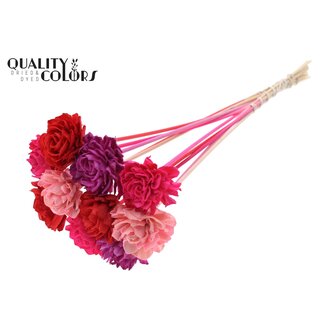 QC Shola Houten Dahlia op stok | Kleur: Gemengde Kleuren Liefdesmix | Shola Dahlia Bijsteker | Diameter bloem 6 centimeter | Lengte bijsteker ± 50 centimeter | 10 bijstekers per bos