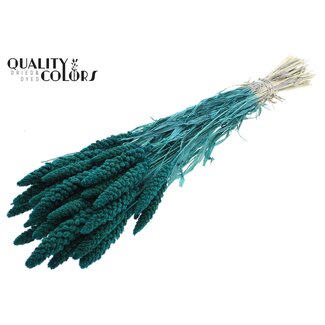 QC Getrocknete gebleichte Hirse | Farbe: Türkis | Pennisetum Trockenblumen | Länge ± 70 Zentimeter | Gewicht 200 Gramm | Pro Bund