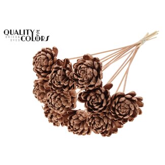 QC Shola Rose on stem | Colour: Copper-coloured | Shola New Beauty Rose | Diameter 8 centimetre | Length ± 50 centimetre | 10 side picks per bunch | Per bunch