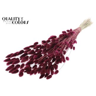 QC Queue de lièvre séchée Premium | Couleur : Bordeaux | Fleurs séchées Lagurus Ovatus | Longueur ± 70 centimètres | Poids 100 grammes | Par bouquet