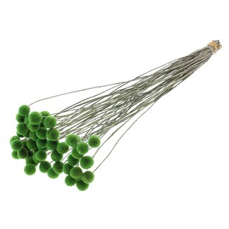 QC Craspedia séchée | Couleur : Vert clair | Fleurs séchées en bâtonnets | Longueur ± 70 centimètres | 10 tiges par bouquet | Par bouquet