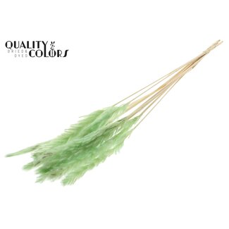 QC Dried Bleached Fluffy Pampas Plumes | Colour: Mint Green | Length ± 70 centimetres | 10 plumes per bunch | Per bunch