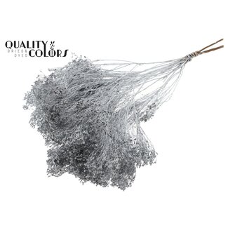 QC Broom Bloom séchée | Couleur : Argenté | Fleurs séchées de genêt | Longueur ± 50 centimètres | Poids 100 grammes | Par bouquet