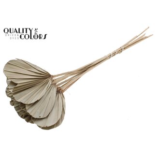 QC Gedroogde Palm Spear Heart | Kleur: Naturel Groen Grijs | Palmbladeren in Hartvorm | Lengte ± 45 centimeter | 10 takken per bos | Per bos