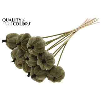 QC Fluwelen Pompoen op stok | Kleur: Olijfgroen | Pompoen Bijsteker | Diameter pompoen 6 centimeter | Lengte ± 50 centimeter | 10 bijstekers per bos