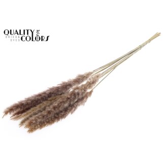 QC Gedroogde Fluffy Pampas Pluimen | Kleur: Natuurlijk Bruin | Lengte ± 80 centimeter | 10 pluimen per bos | Per bos