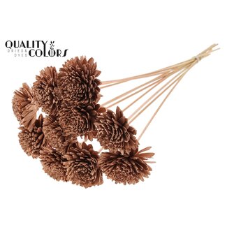 QC Shola Houten Zinnia op stok | Kleur: Koperkleurig | Shola Zinia Bijsteker | Diameter bloem 8 centimeter | Lengte bijsteker ± 50 centimeter | 10 bijstekers per bos