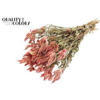QC Dried Celosia | Colour: Natural Pink | Celosia Dried Flowers | Length ± 45 centimetre | Per bunch