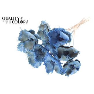 QC Dried Bleached Palm Cup on stem | Colour: Frosted Light Blue | Length ± 50 centimetres | 10 stems per bunch