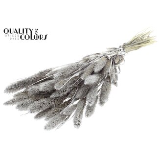 QC Getrocknete Setaria | Farbe: Platinafarben mit Glitzer | Setaria Trockenblumen | Länge ± 70 Zentimeter | Gewicht 210 Gramm | Pro Bund
