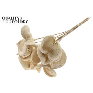 QC Gebleekte Badam op stok | Kleur: Wit | Lengte bijsteker ± 50 centimeter | 10 bijstekers per bos