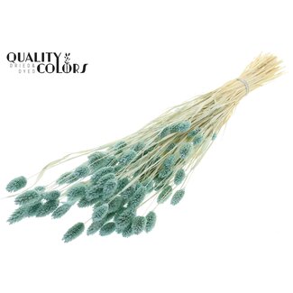 QC Gedroogde Gebleekte Phalaris | Kleur: Lichtblauw | Kanariegras Droogbloemen | Lengte ± 70 centimeter | Gewicht 220 gram | Per bos