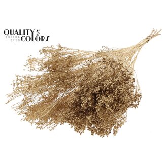 QC Broom Bloom Séché | Couleur : Doré Antique | Fleurs Séchées de Genêt | Longueur ± 50 centimètres | Poids 100 grammes | Par bouquet
